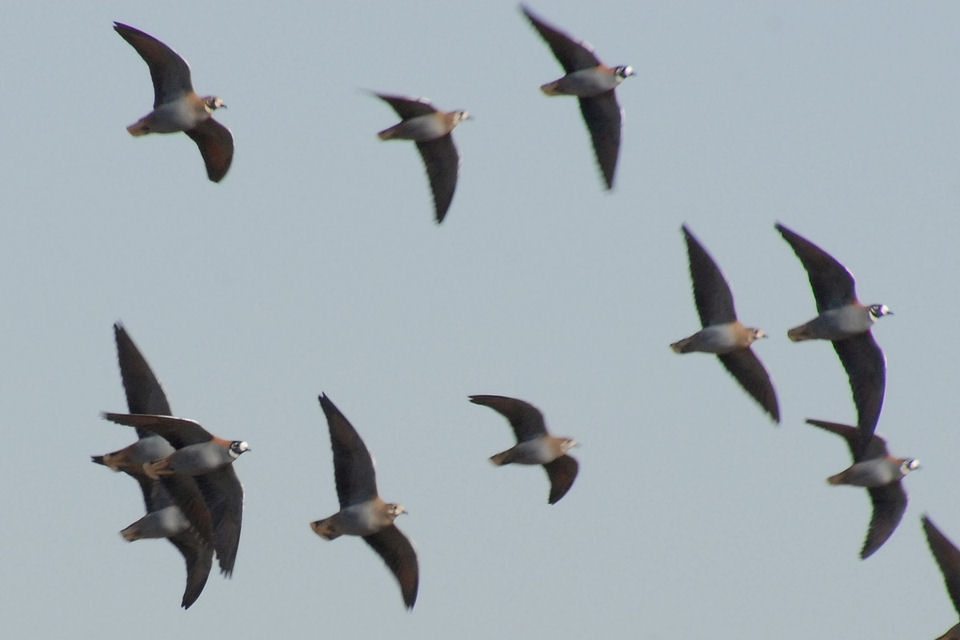 Flock Bronzewing (Phaps histrionica)